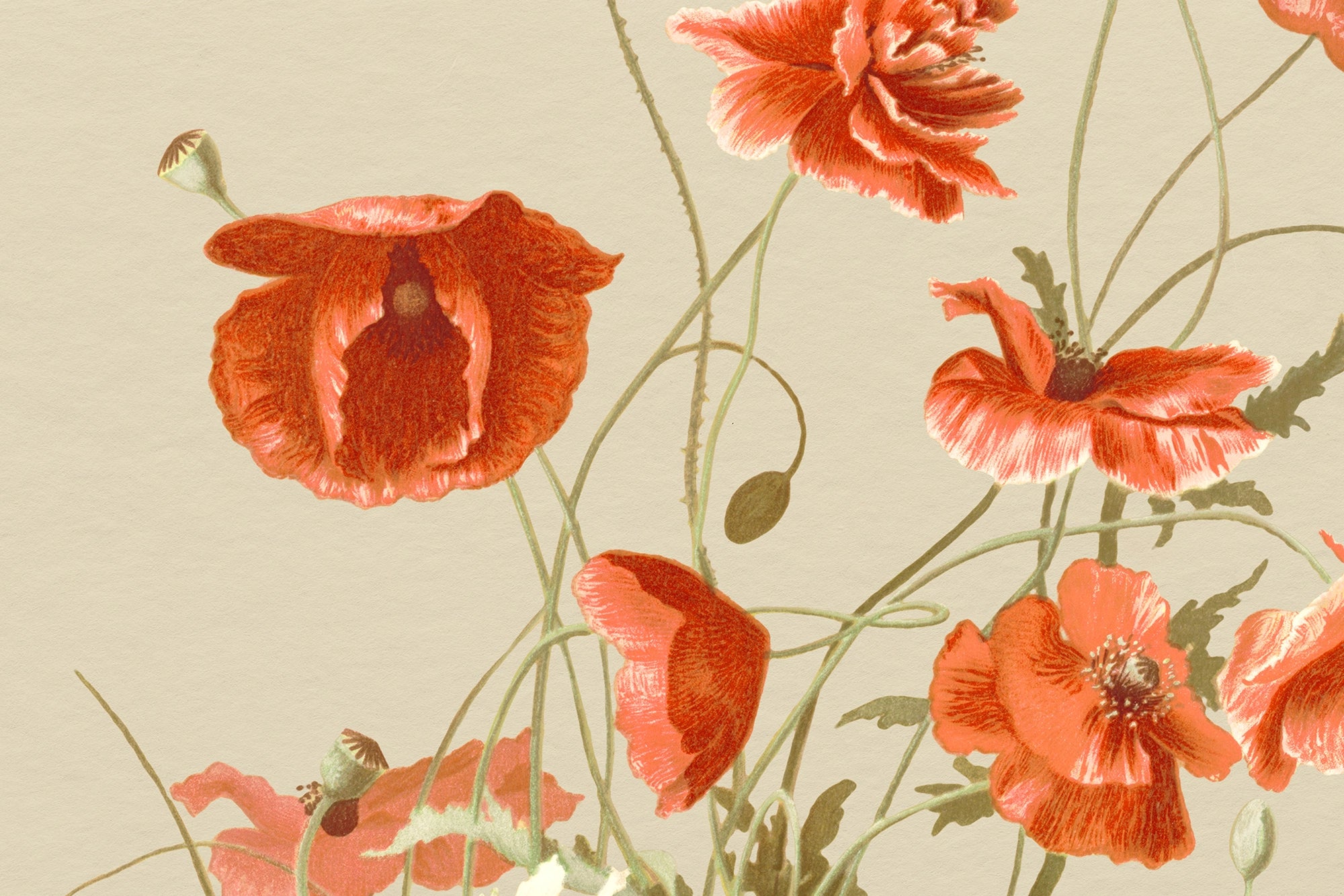 Papier Peint Coquelicot Vintage