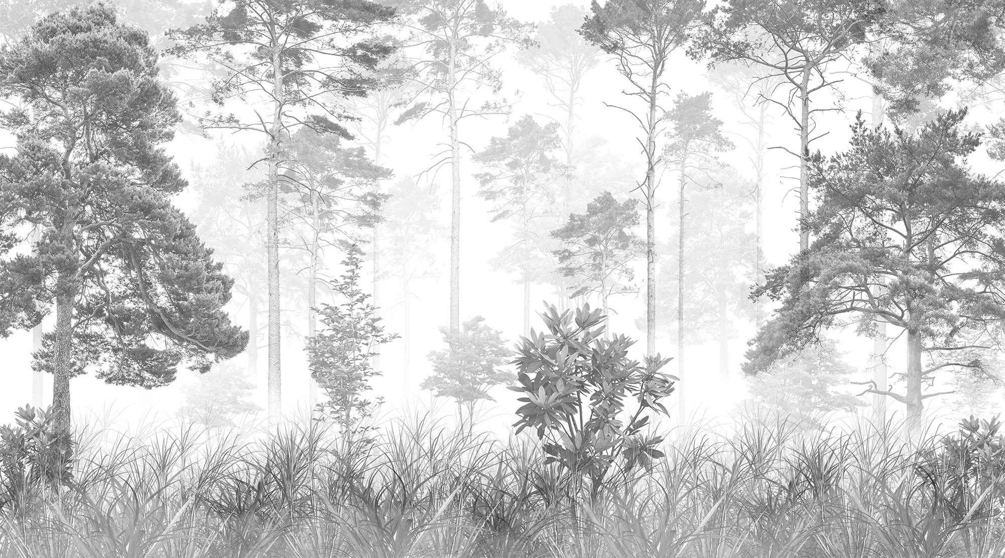 Black and White Forest Wallpaper