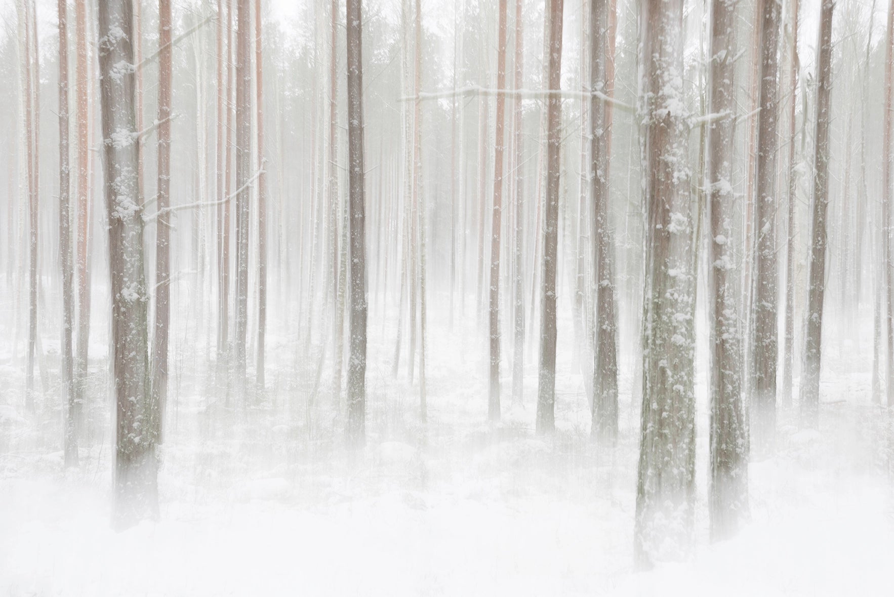 Winterwald-Tapete