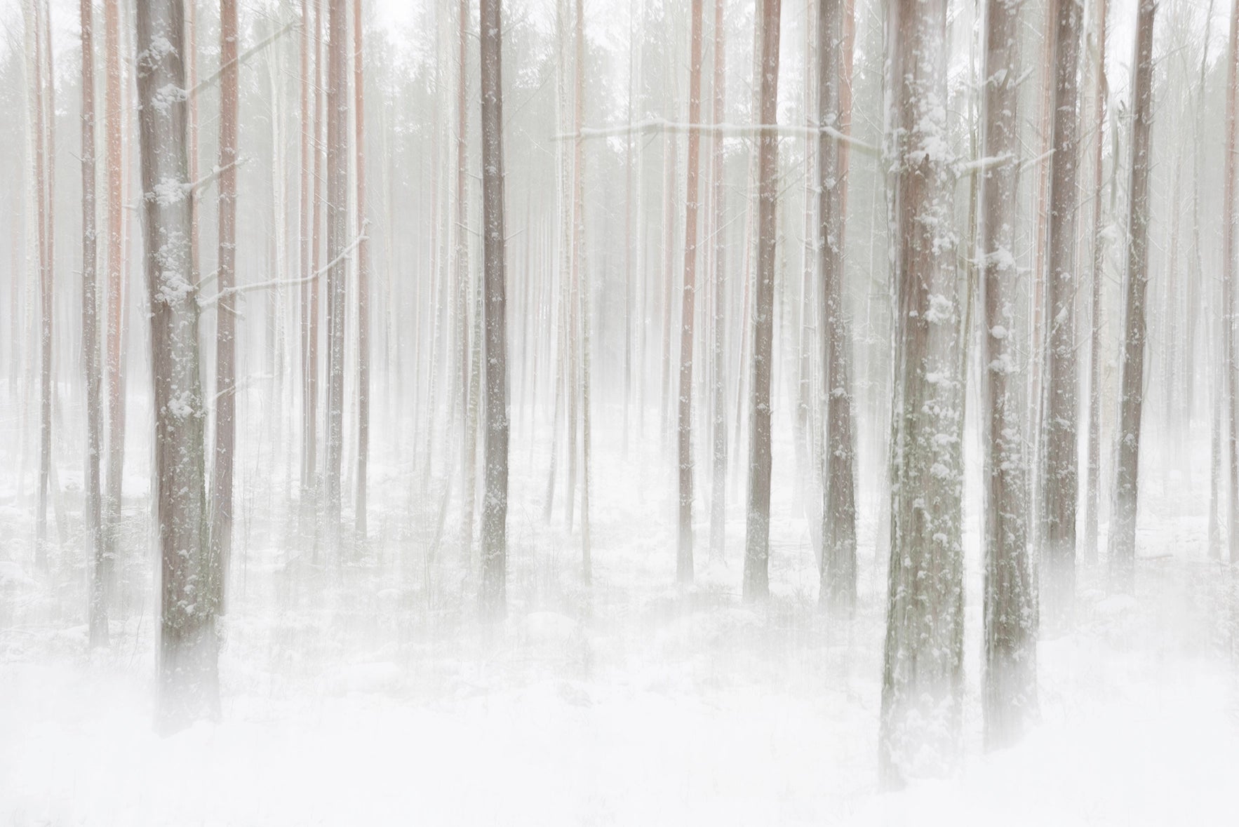 Papier Peint Forêt Hivernale