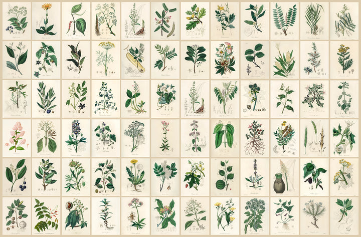 Herbarium wallpaper 