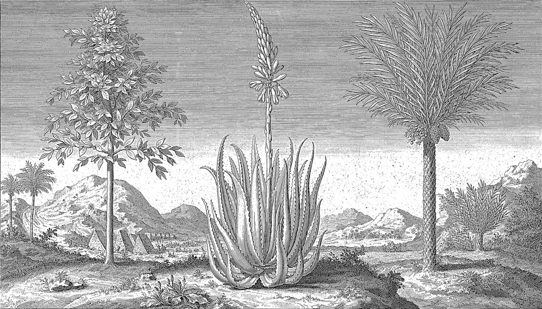 Papier peint Jardin Aride en Gravure