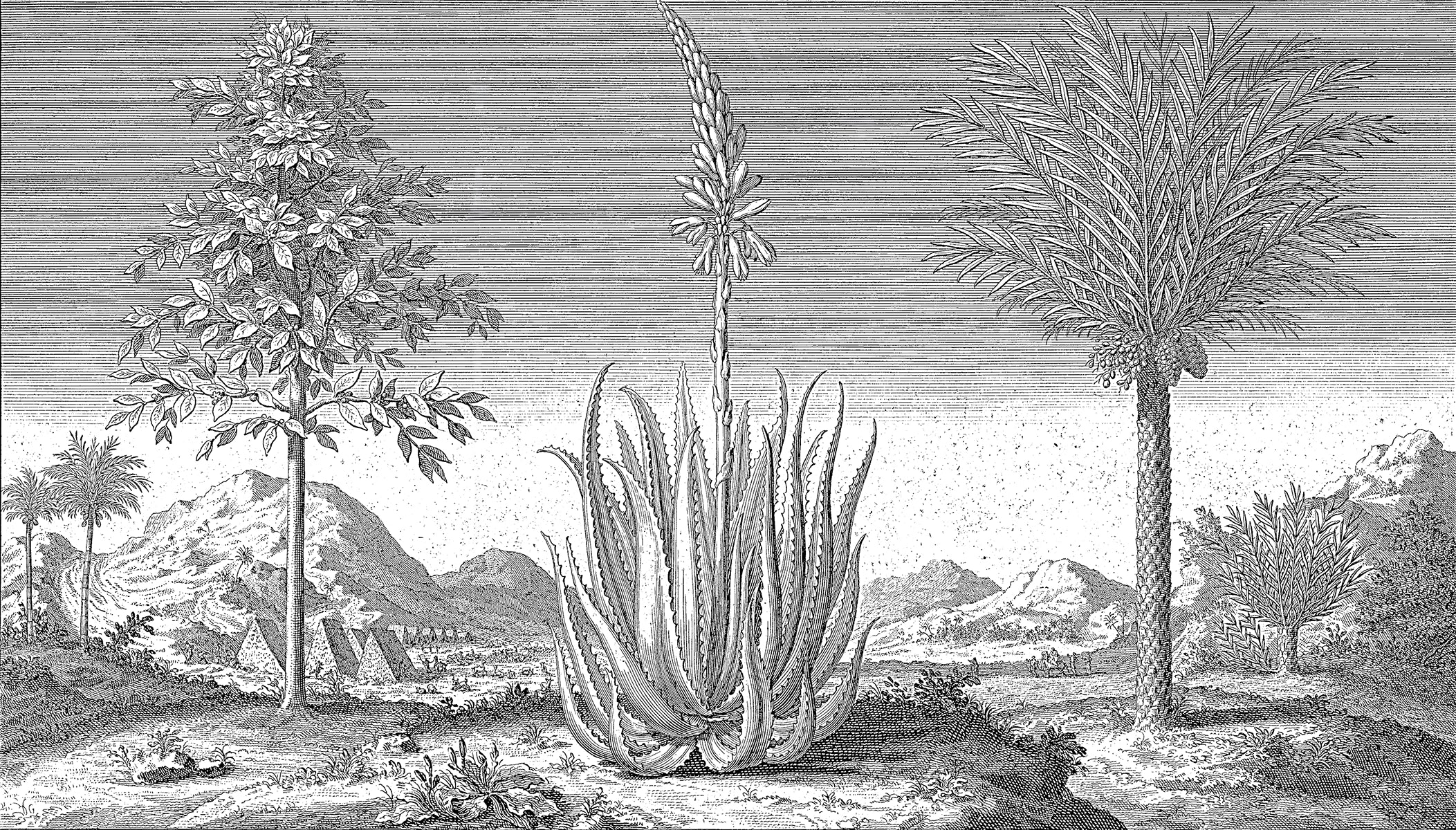Papier peint Jardin Aride en Gravure