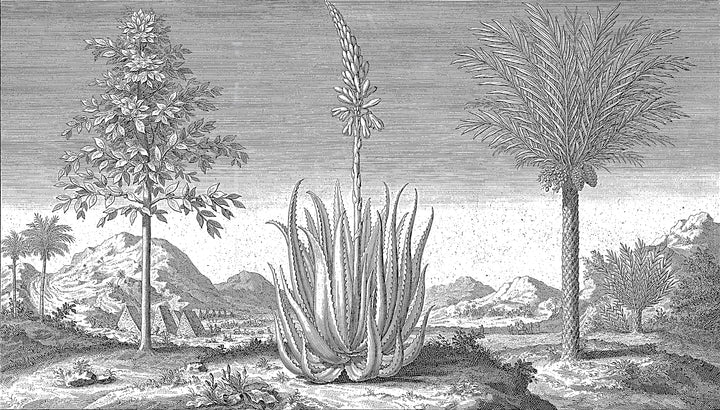Papier peint Jardin Aride en Gravure