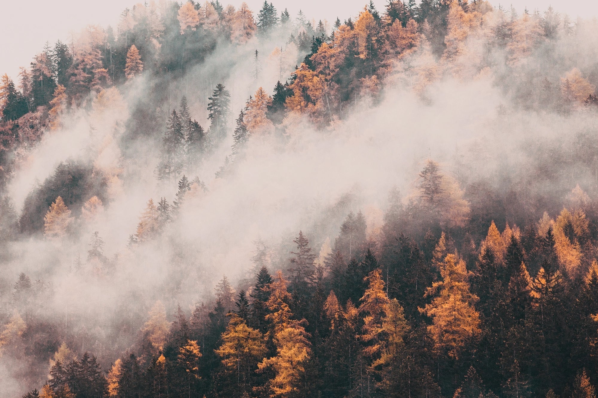 Fondo de pantalla de montaña otoñal bajo la niebla