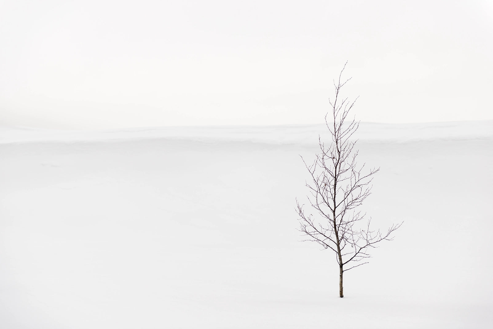 Papier peint panoramique Arbre du Givre