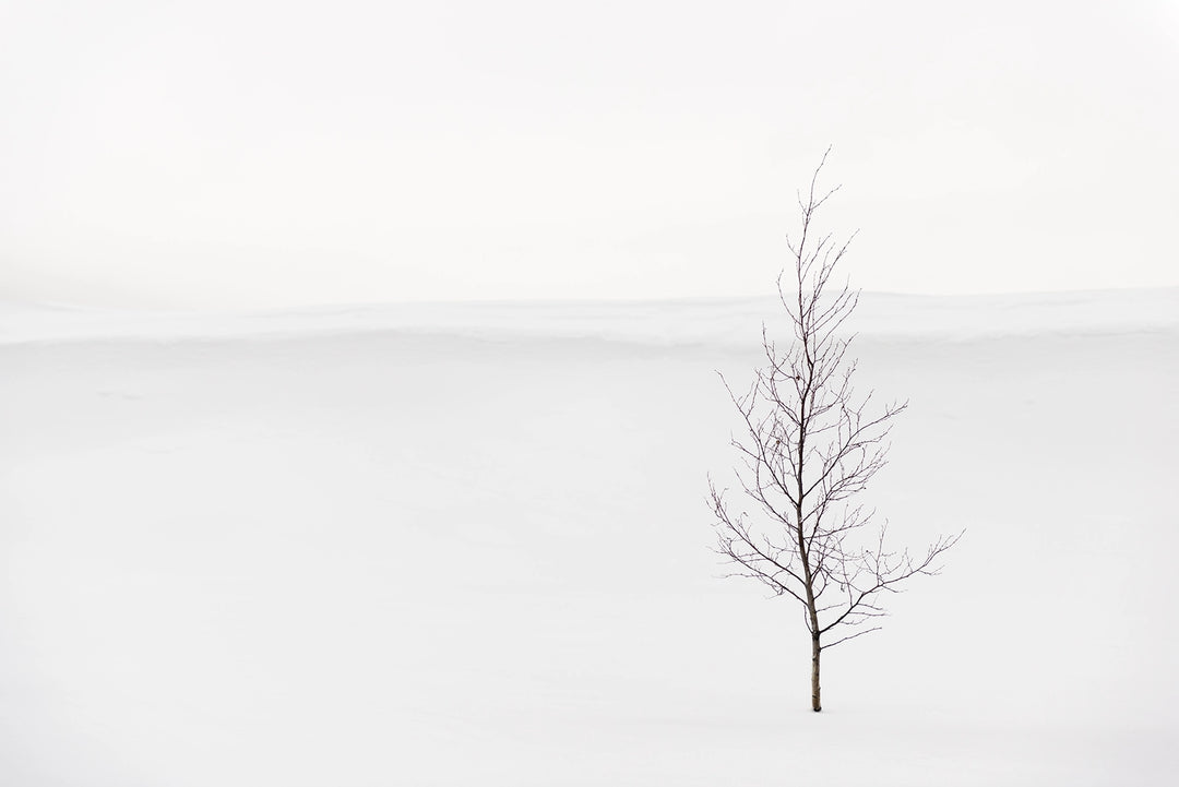 Papier peint panoramique Arbre du Givre