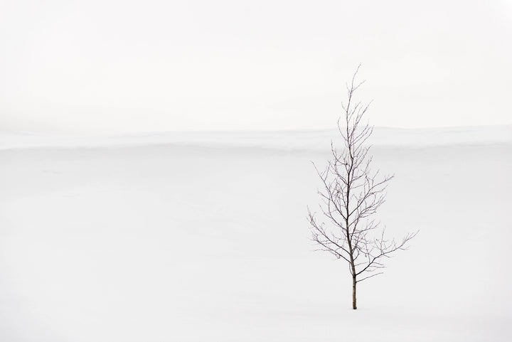 Papier peint panoramique Arbre du Givre