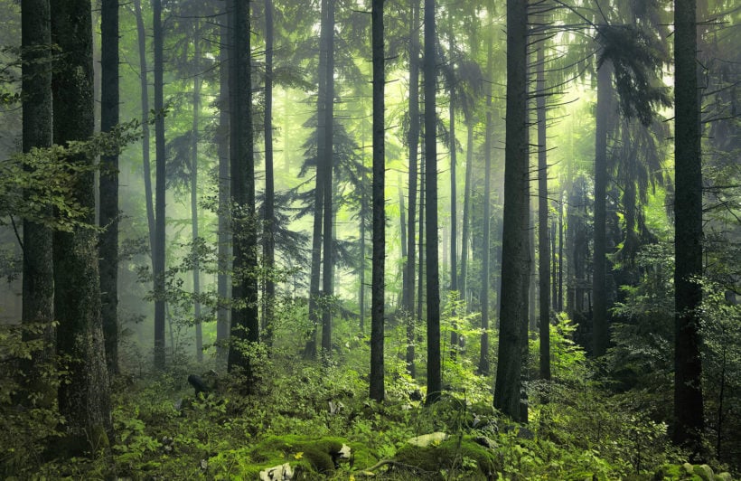 Papier peint panoramique cœur de forêt - Kam & Leon