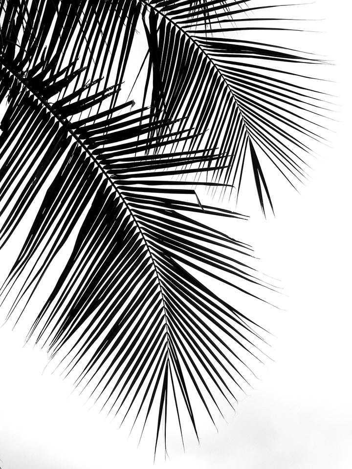 Palmblatt -Panoramabapete in Schwarz & Weiß