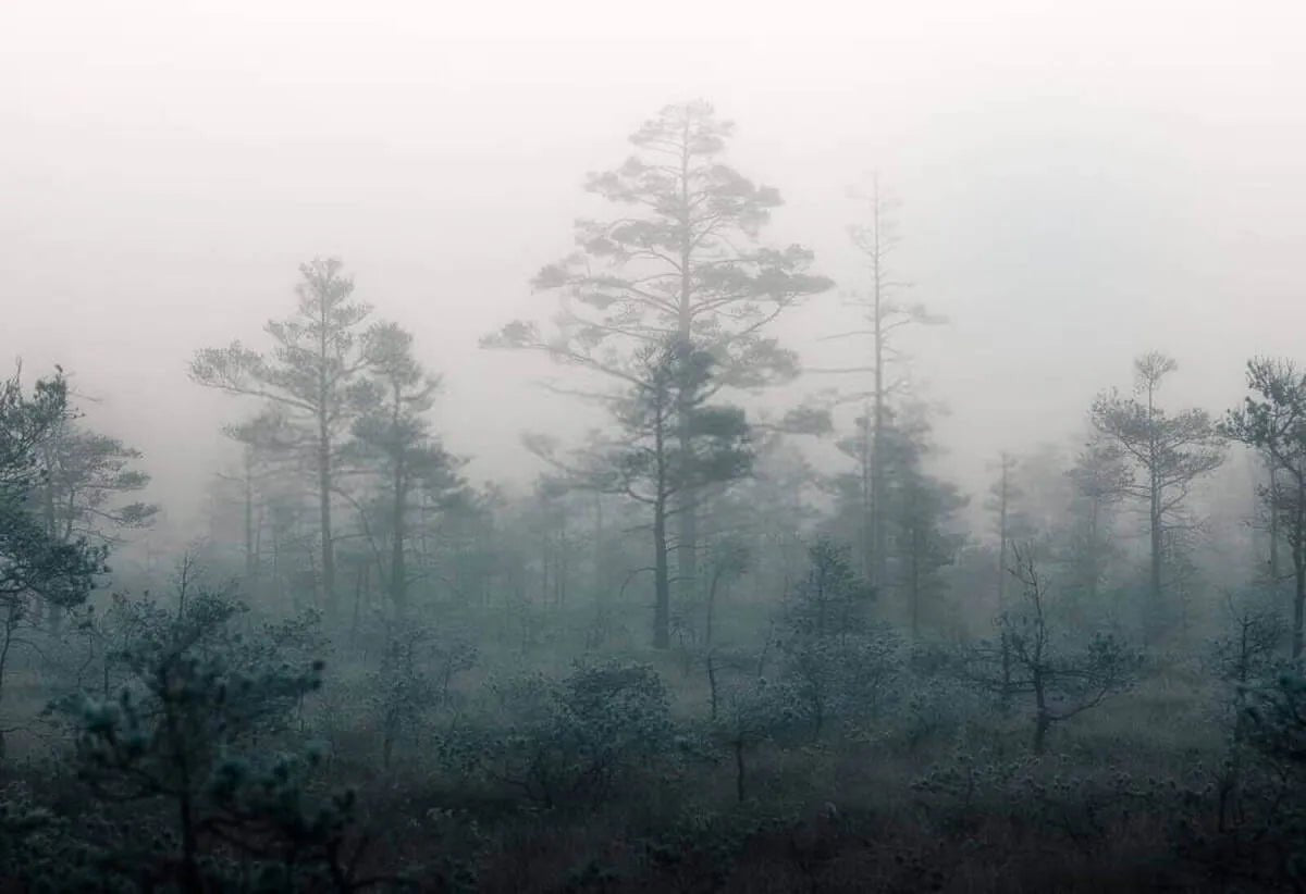 Fondo de pantalla panorámico Flush Forest