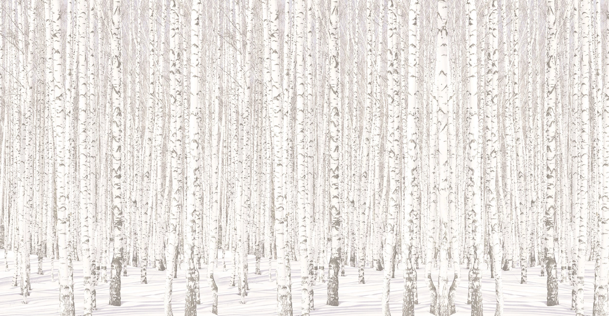 Papier peint panoramique Forêt de Bouleaux style scandinave