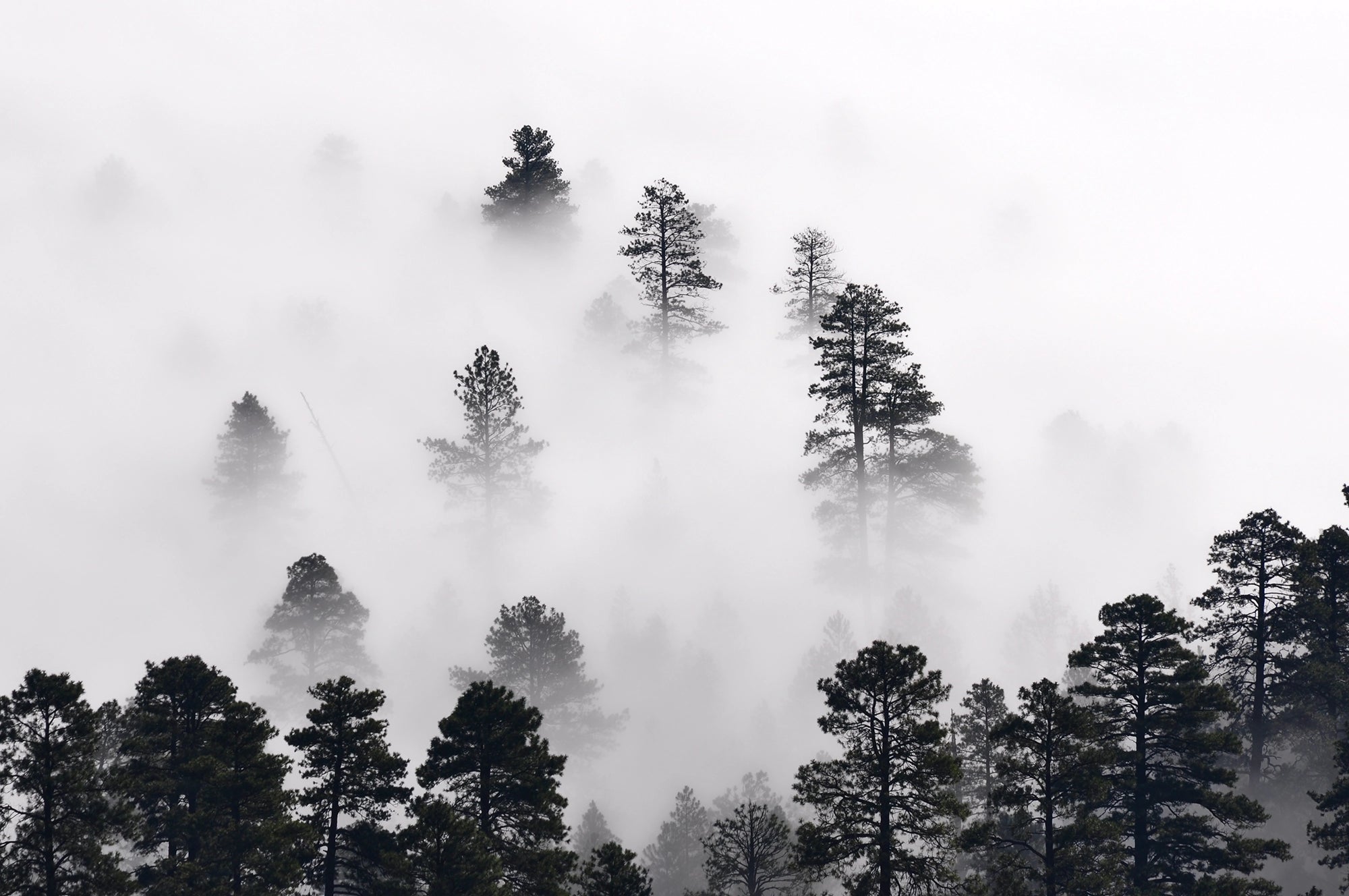 Papier peint panoramique Forêt de résineux dans la brume - Kam et Léon