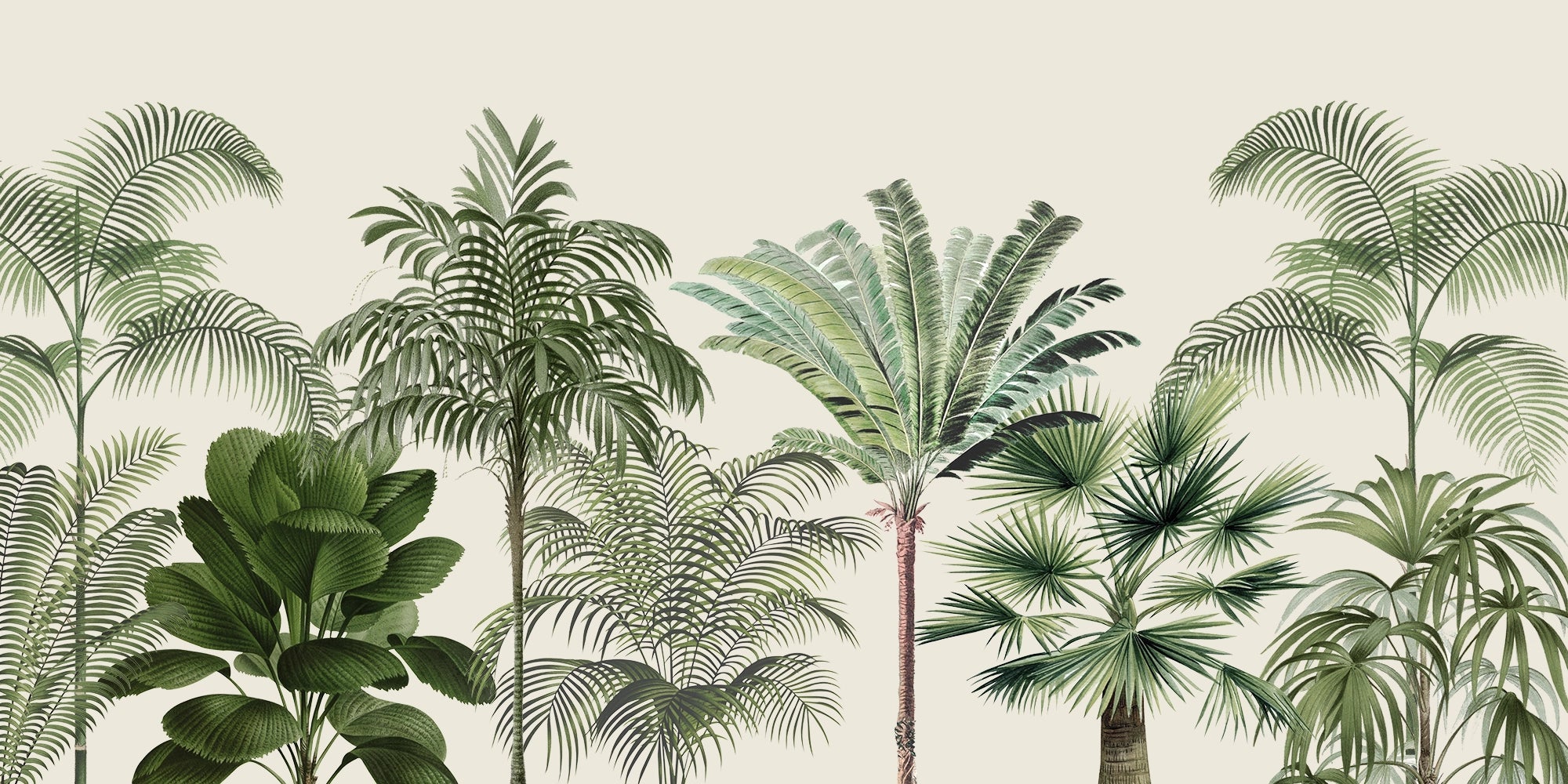 Palma de palma tropical