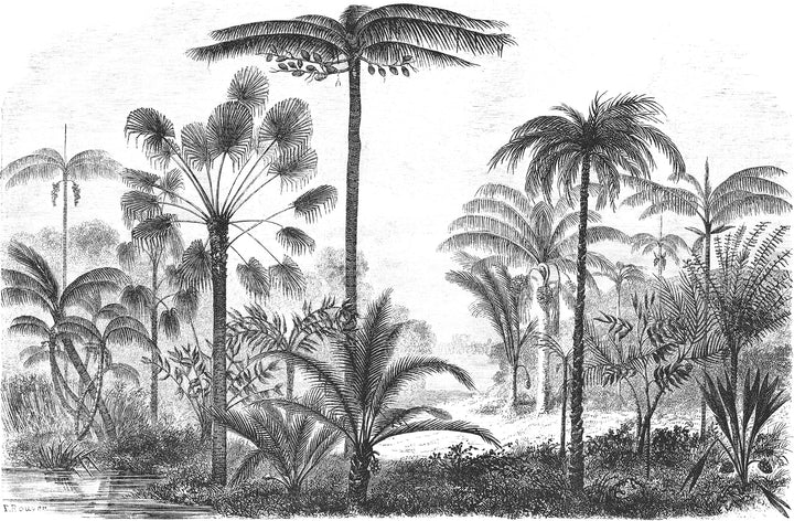 Papier peint Panoramique Jungle Black & White - Kam et Léon