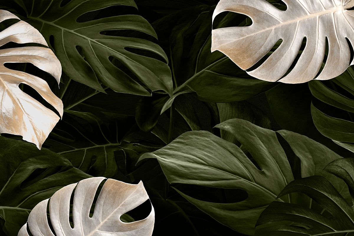 Papier Peint Panoramique Monstera