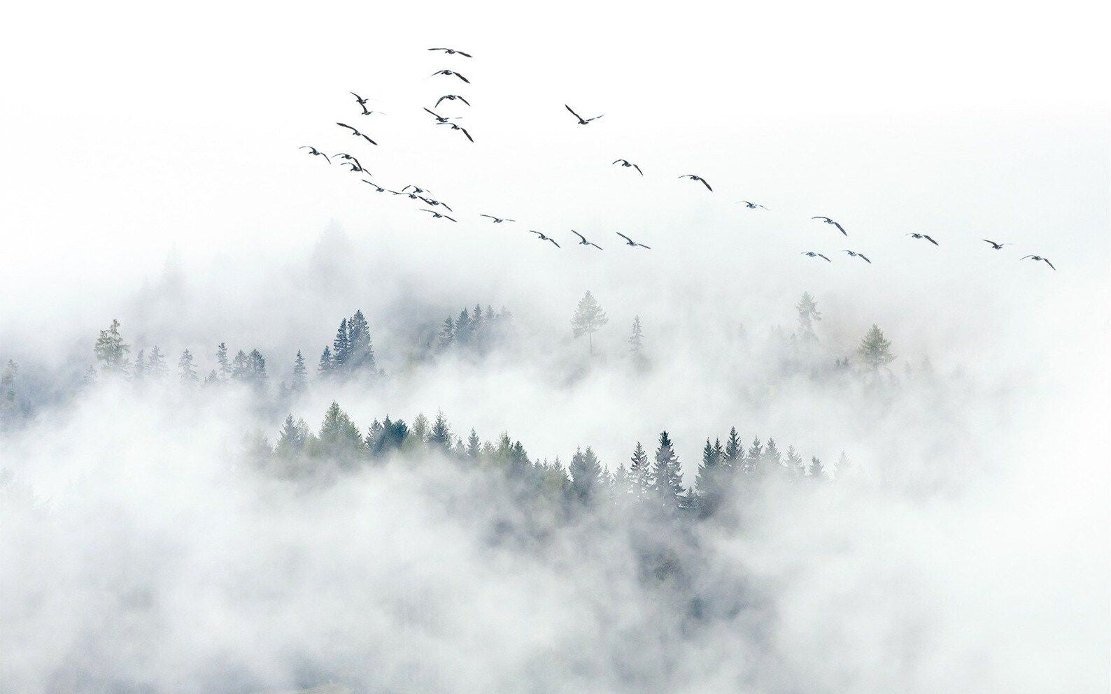 Panoramic wallpaper of a mountain under the mist and its flock of birds