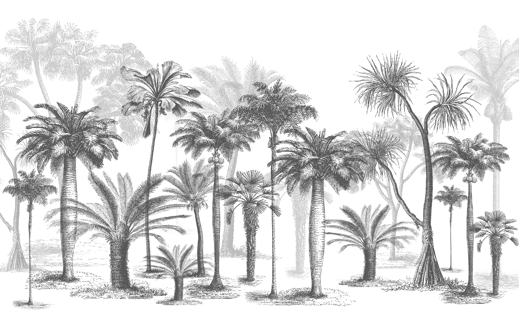 Black & white palm tree panoramic wallpaper
