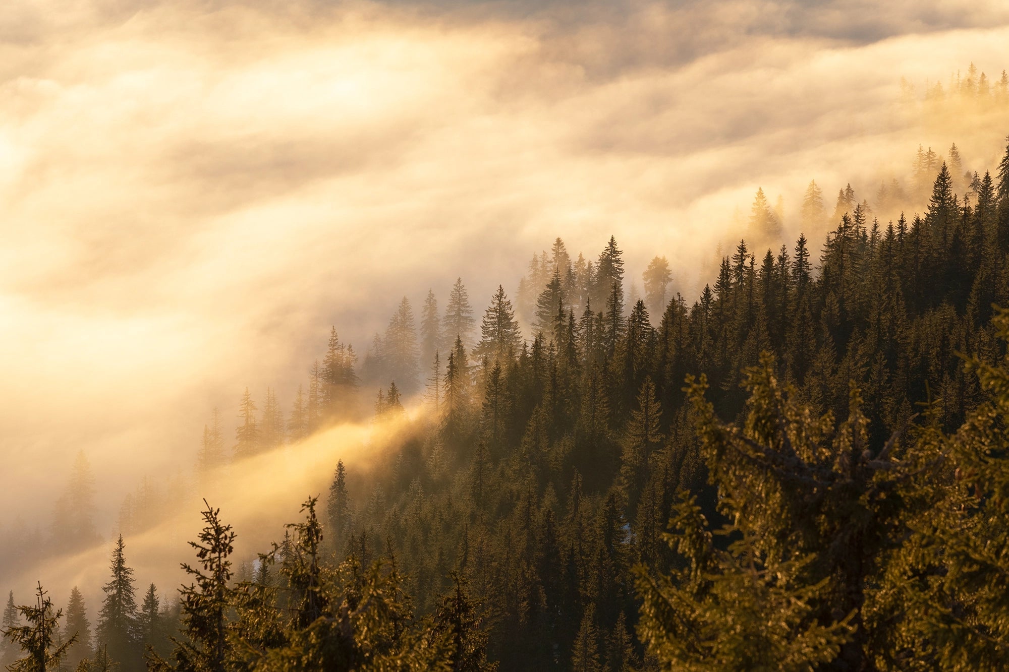 Sapinière Panoramabapete