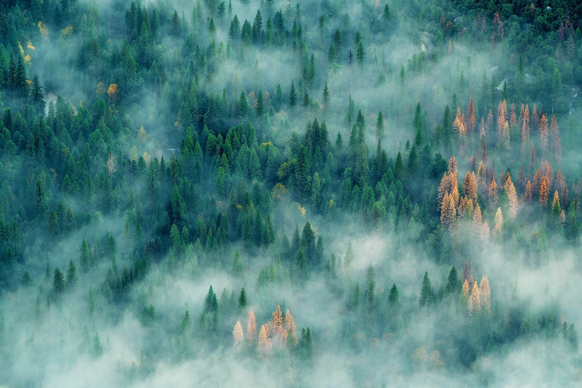 Papier peint panoramique sapinière sous la brume
