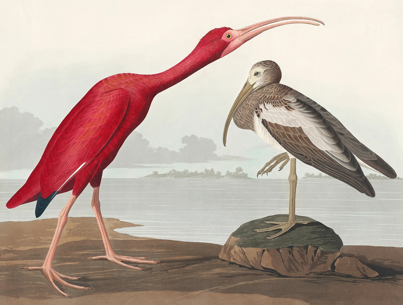 Papier peint Scarlet Ibis