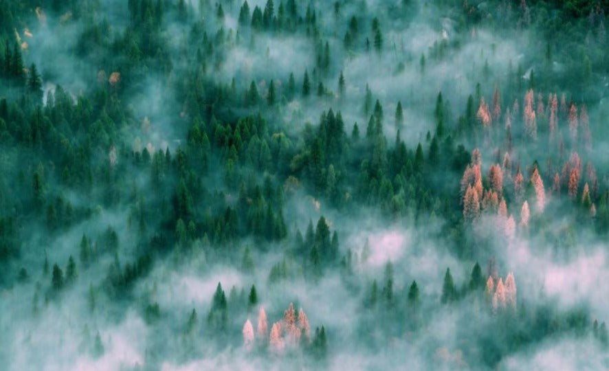 Papier peint panoramique sapinière sous la brume - Kam & Leon