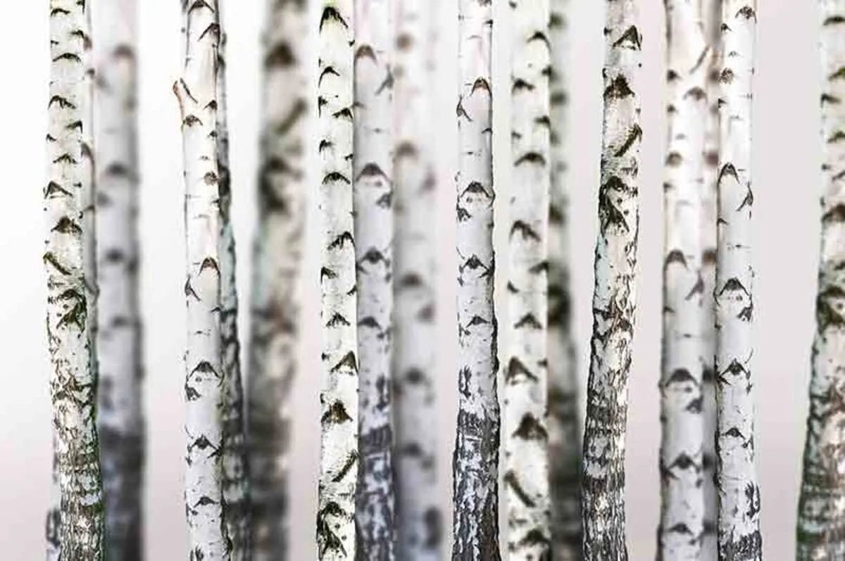 Papier peint panoramique sur mesure bois blanc - Kam & Leon