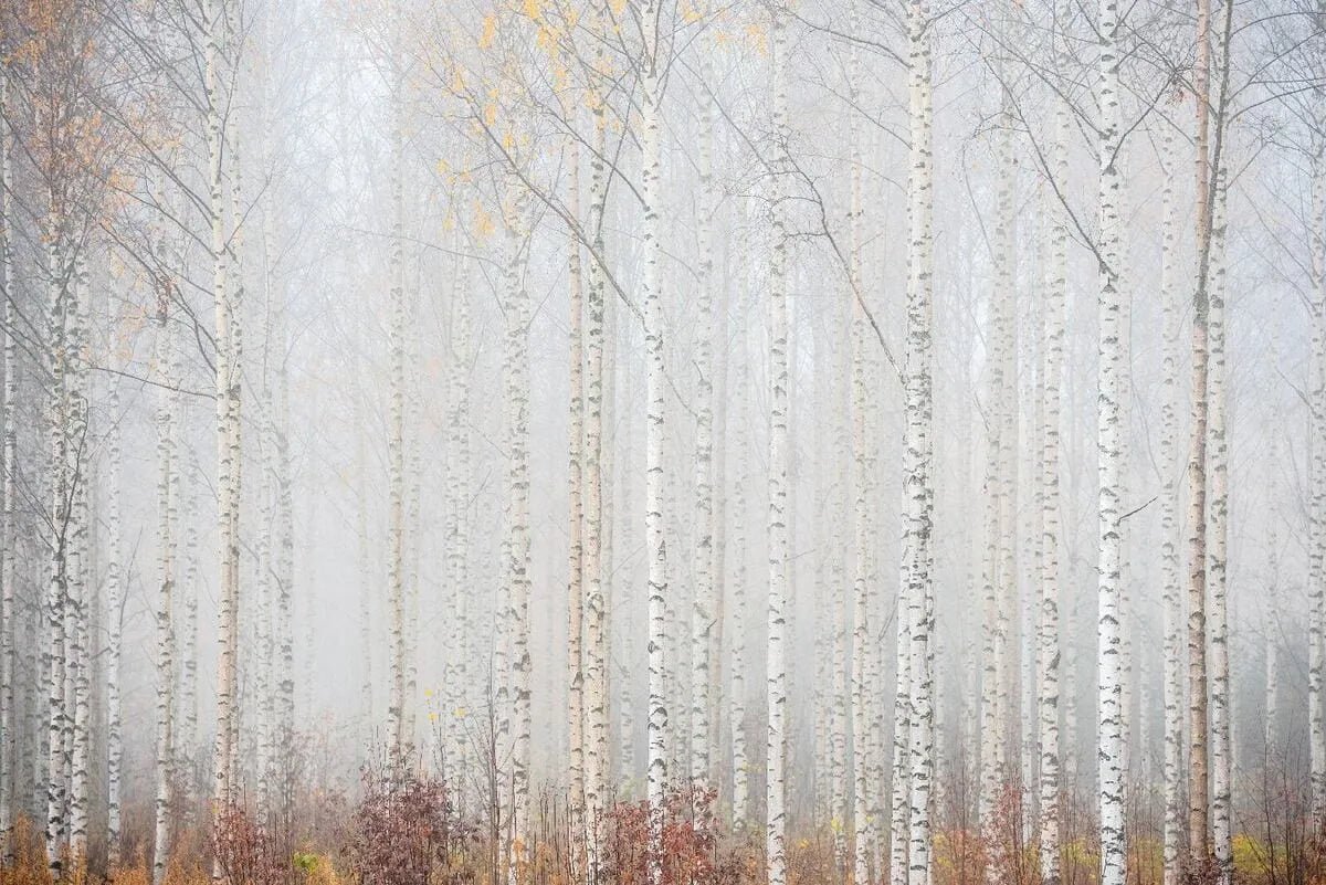 Papier peint panoramique sur mesure forêt de bouleau - Kam & Leon