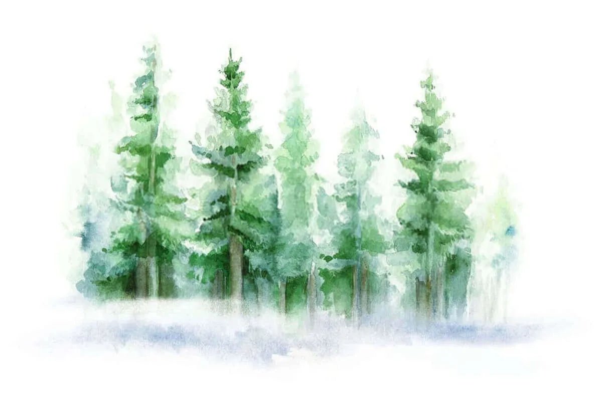 Papier peint panoramique sur mesure forêt de sapin - Kam & Leon